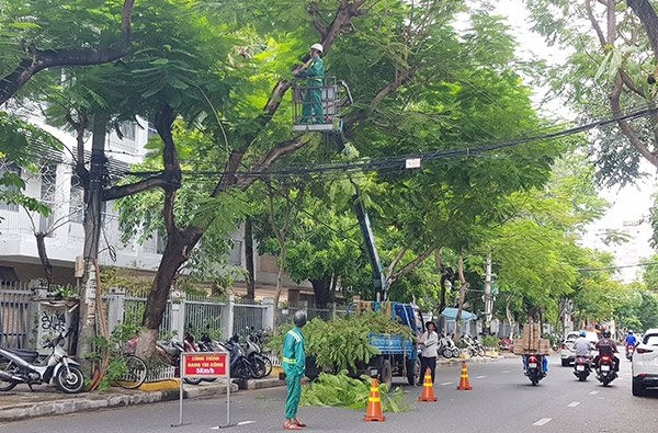 Đề nghị cung cấp báo giá tham gia cắt tỉa cây xanh phục vụ công tác cắt tỉa cây xanh PCLB năm 2025